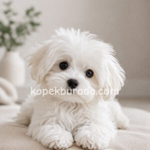 Maltese terrier cinsi yavrular ev üretimi yavrular - fotoğraf 2