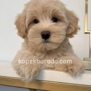 Maltipoo cinsi yavrular