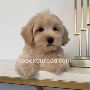 Maltipoo cinsi yavrular - fotoğraf 2