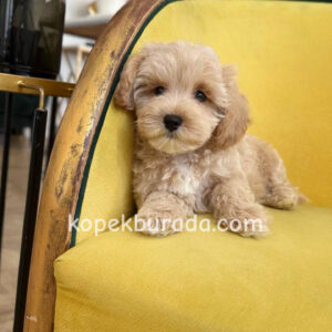 Maltipoo cinsi yavrular - fotoğraf 2