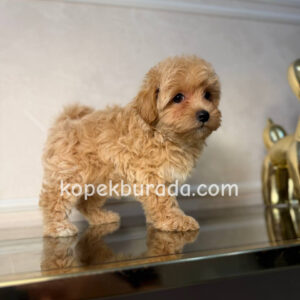 Maltipoo cinsi yavrular