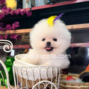 Pomeranian boo sevimli yavrular - fotoğraf 2