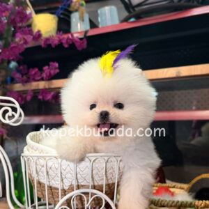 Pomeranian boo sevimli yavrular