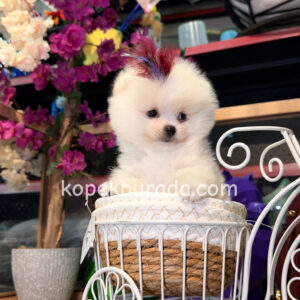 Pomeranian boo sevimli yavrular - fotoğraf 2