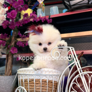 Pomeranian boo sevimli yavrular