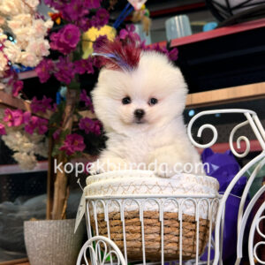 Pomeranian boo sevimli yavrular - fotoğraf 2