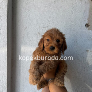 Toy poodle sevimli yavrular ev üretimi