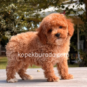 Maltipoo cinsi yavrular - fotoğraf 2