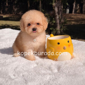 Maltipoo cinsi yavrular