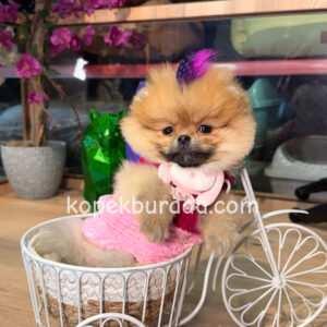 Pomeranian boo sevimli yavrular - fotoğraf 2
