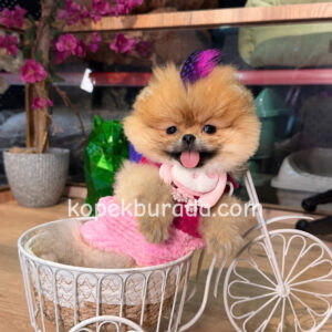 Pomeranian boo sevimli yavrular