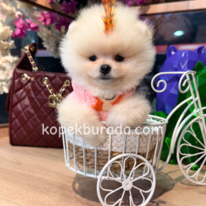 Pomeranian boo sevimli yavrular - fotoğraf 2