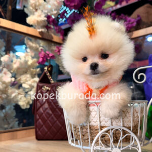 Pomeranian boo sevimli yavrular
