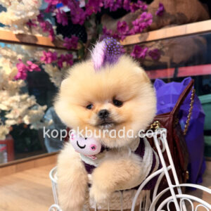 Pomeranian boo sevimli yavrular - fotoğraf 2