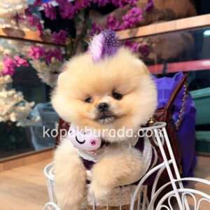 Pomeranian boo sevimli yavrular