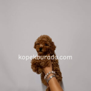 Toy poodle sevimli yavrular ev üretimi - fotoğraf 2