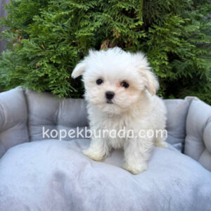 Maltese terrier cinsi yavrular ev üretimi yavrular