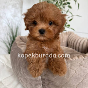 Maltipoo cinsi yavrular