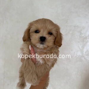 Maltipoo cinsi yavrular - fotoğraf 2