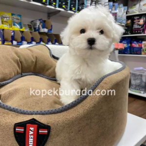 Maltese terrier cinsi yavrular ev üretimi yavrular