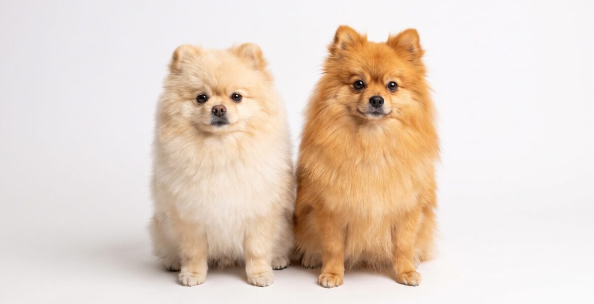 Ayı surat ve tilki surat pomeranian yan yana