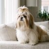 Uzun ipeksi tüylü shih tzu köpek portresi