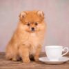 Fincan yanında oturan küçük pomeranian yavrusu (teacup köpek)