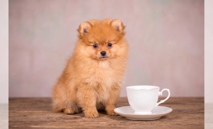 Fincan yanında oturan küçük pomeranian yavrusu (teacup köpek)