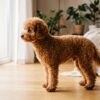 Yetişkin kızıl toy poodle büyümüş hali