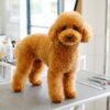 Teddy bear traş modeli yapılmış toy poodle