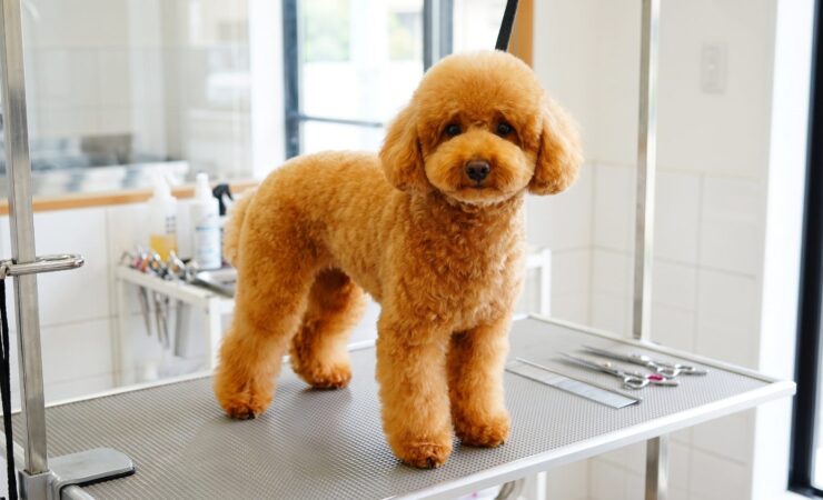 Teddy bear traş modeli yapılmış toy poodle