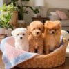 Sepet içinde maltese, toy poodle ve pomeranian yavru köpekler