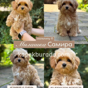 MALTİPOO CİNSİ YAVRULAR