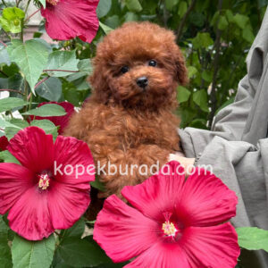 TOY POODLE SEVİMLİ YAVRULAR EV ÜRETİMİ
