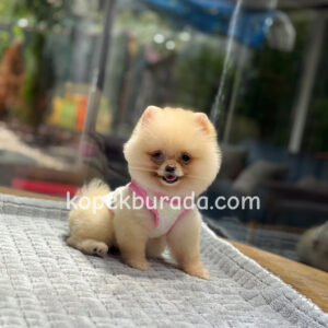 POMERANİAN BOO SEVİMLİ YAVRULAR