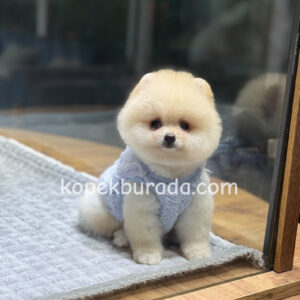 POMERRİAN BOO SEVİMLİ YAVRULAR