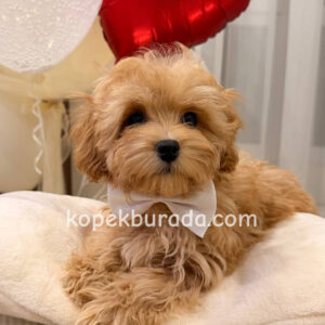 Kahve tonlu maltipoo cinsi yavrular