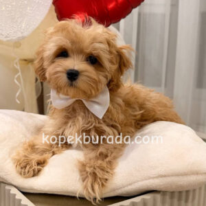 KAHVE TONLU MALTİPOO CİNSİ YAVRULAR