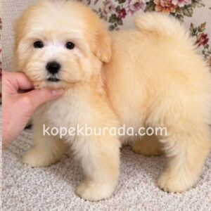 KAHVE BEYAZ RENKLİ MALTİPOO CİNSİ YAVRULAR