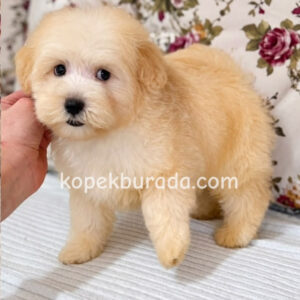 Kahve beyaz renkli maltipoo cinsi yavrular