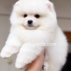 POMERANİAN BOO SEVİMLİ YAVRULAR