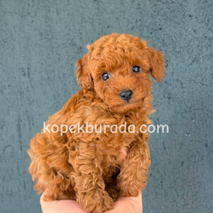 RED TOY POODLE KIPKIRMIZI YAVRULAR