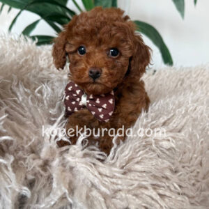 TOY POODLE SEVİMLİ YAVRULAR EV ÜRETİMİ