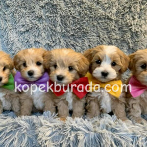 SEVİMLİ MALTİPOO CİNSİ YAVRULAR EV ÜRETİMİ