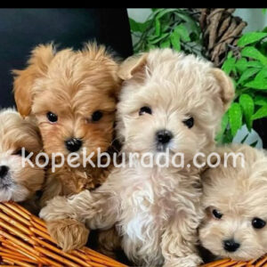 KAHVE TONLU MALTİPOO CİNSİ YAVRULAR