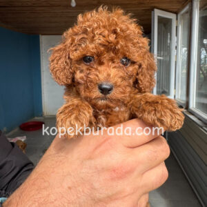 TOY POODLE SEVİMLİ YAVRULAR EV ÜRETİMİ