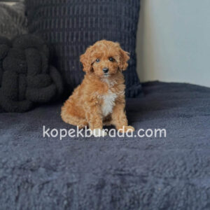 MALTİPOO CİNSİ YAVRULAR