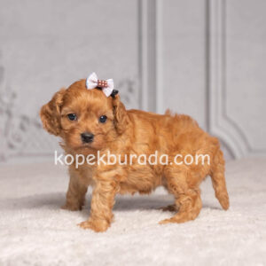 MALTİPOO CİNSİ YAVRULAR