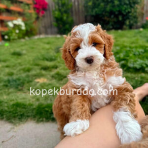 MALTİPOO CİNSİ YAVRULAR