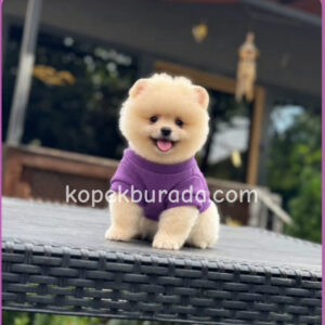 POMERANİAN BOO SEVİMLİ YAVRULAR